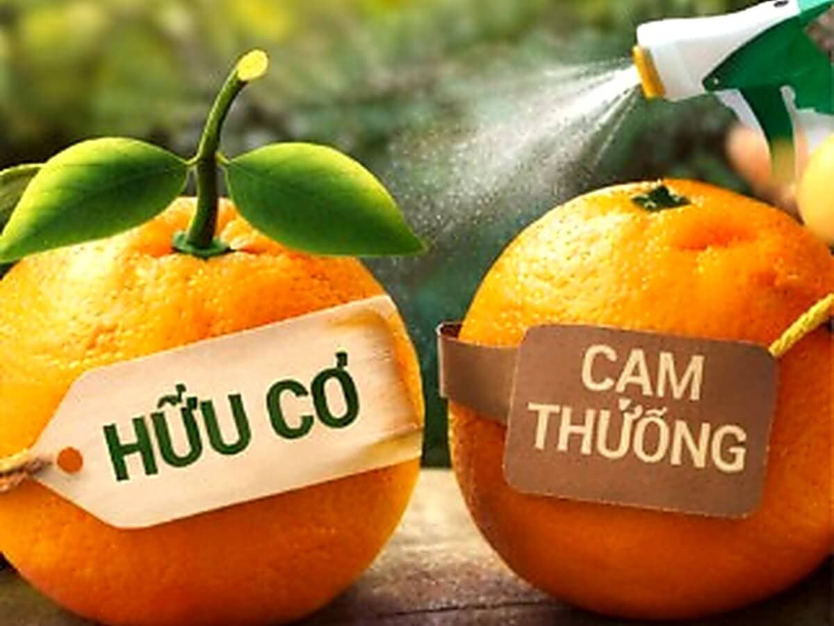 Cam hữu cơ khác cam thường như thế nào?