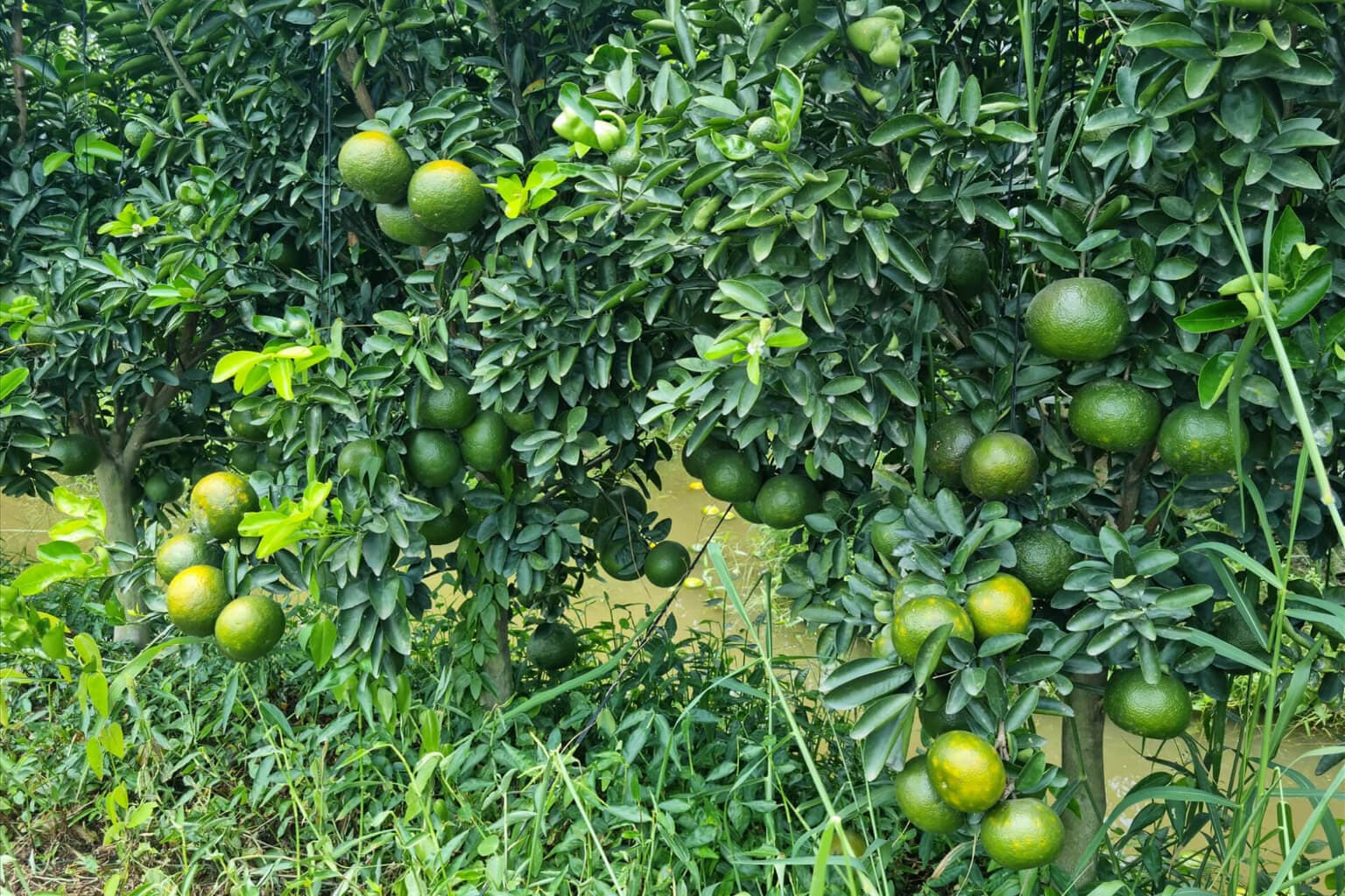 Vườn cam sành hữu cơ