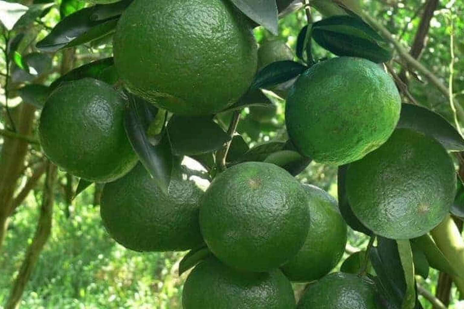 Thu hoạch cam sành