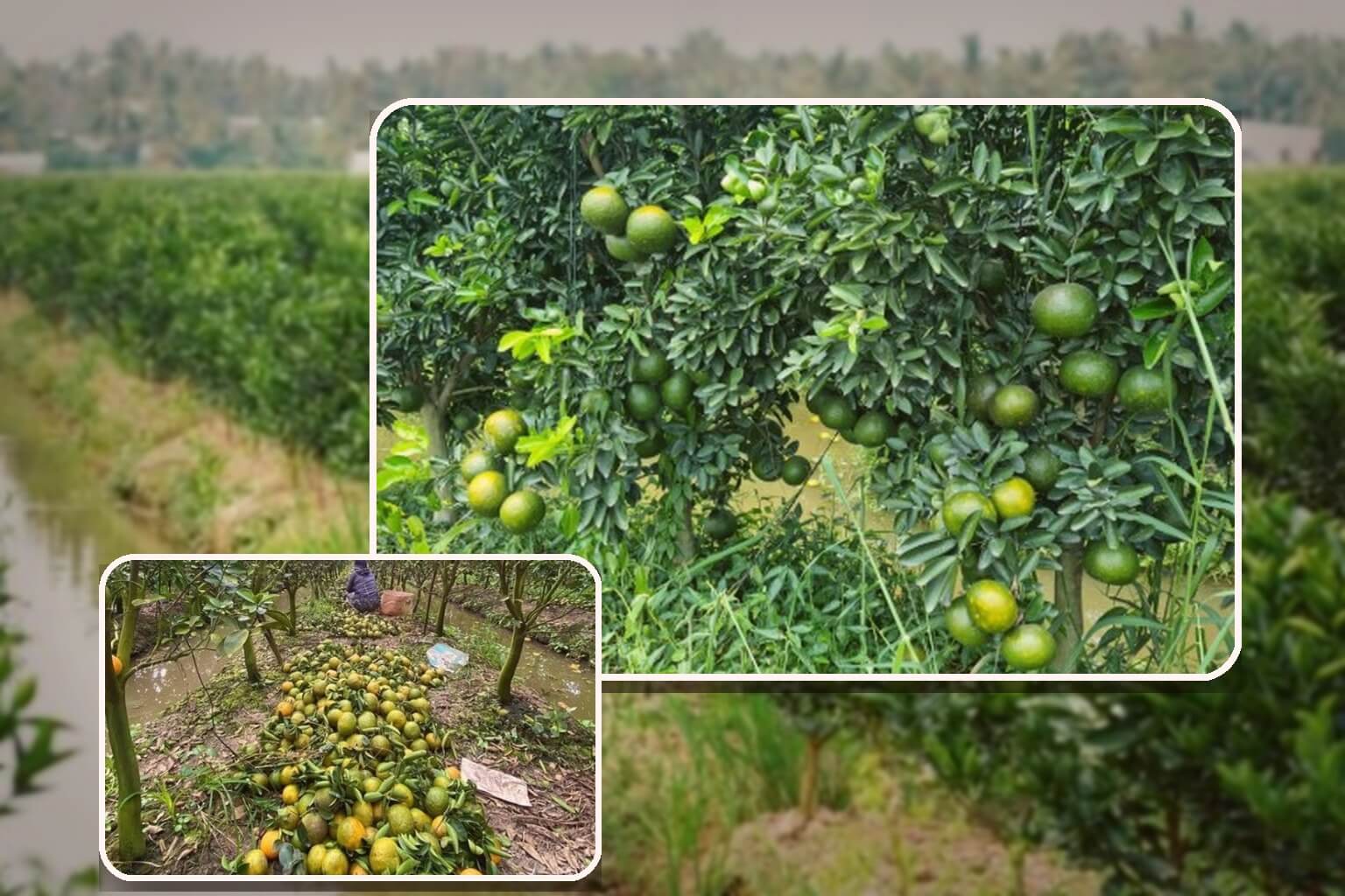 Vườn cam sành hữu cơ