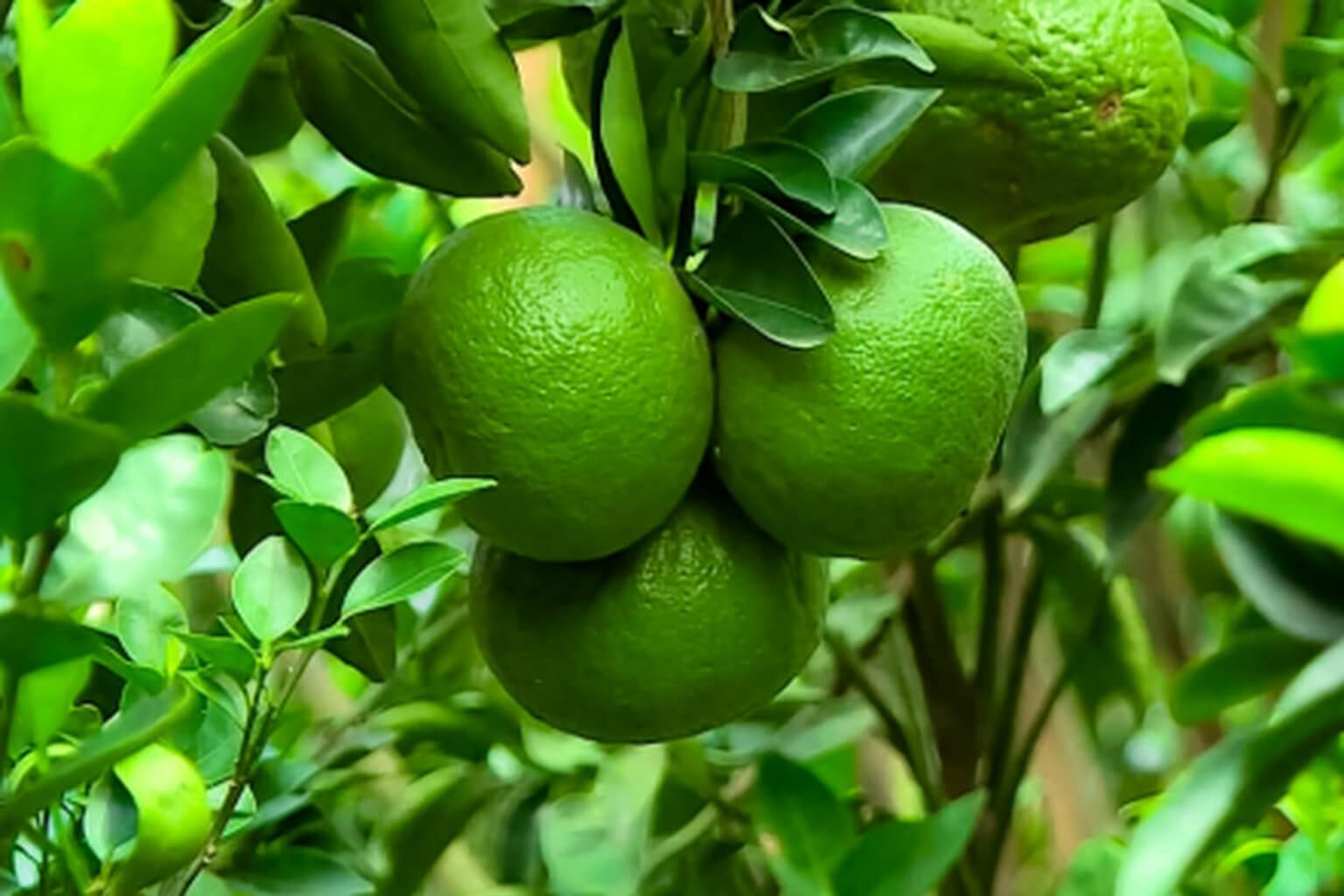 Cận cảnh trái cam sành hữu cơ