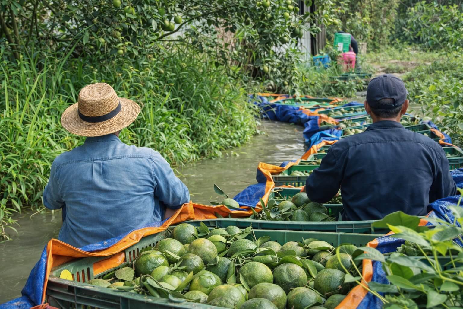 Thu hoạch cam và đóng thùng
