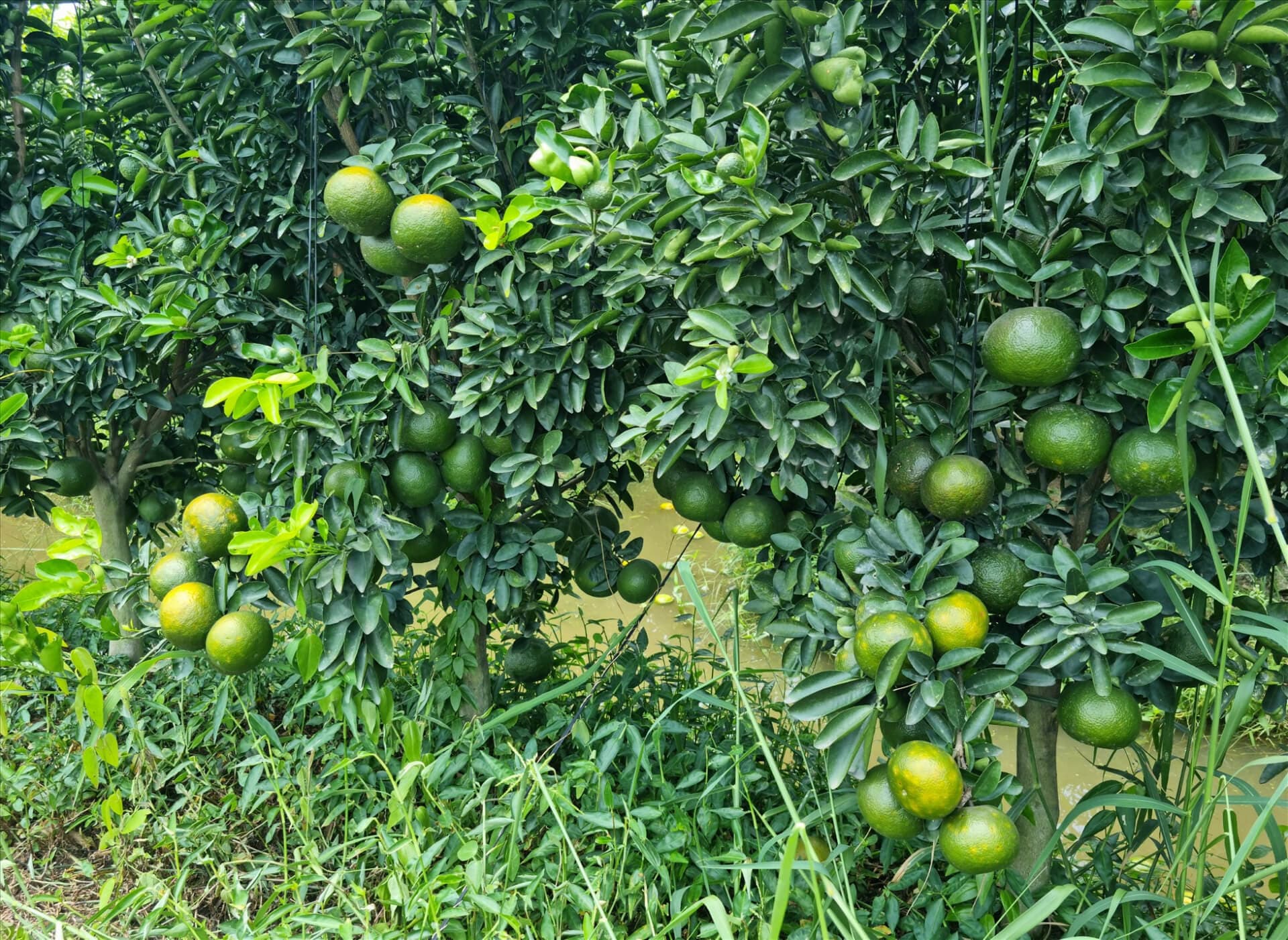 Vườn cam sành hữu cơ