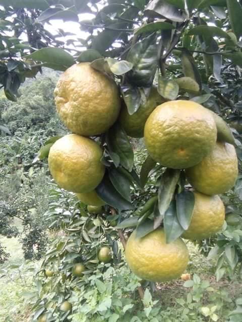 Cam sành hữu cơ loại I